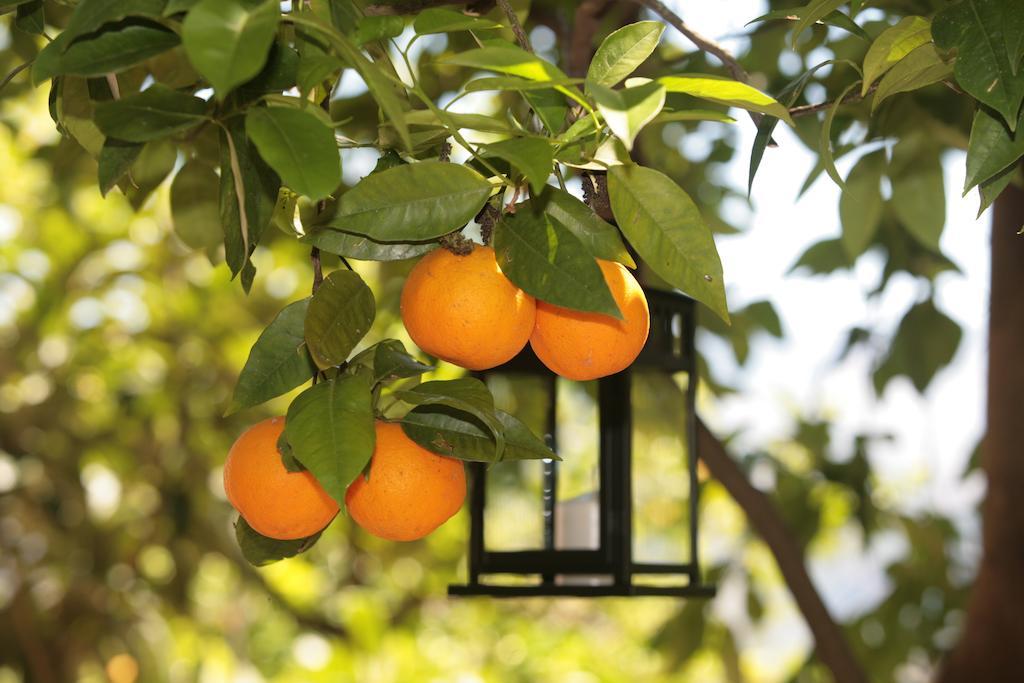L' Arancio In Fiore Sant'Agnello Habitación foto