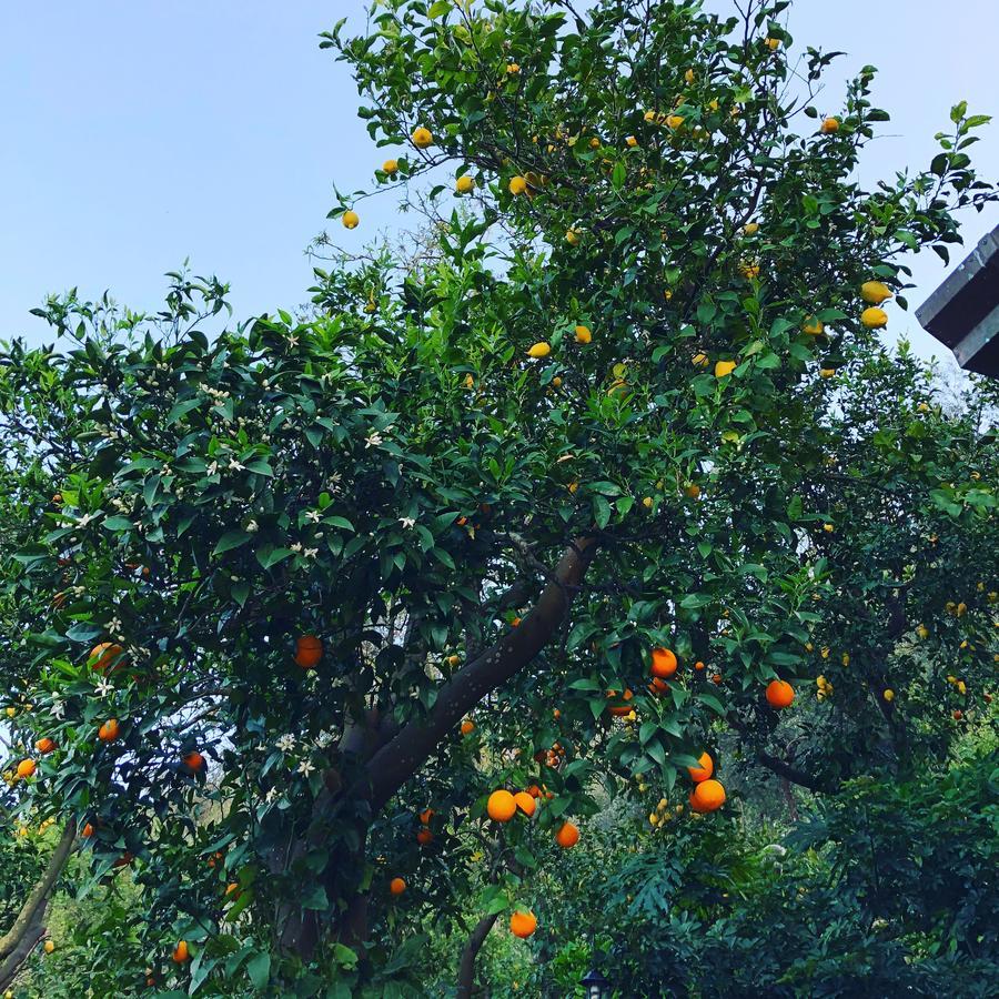 L' Arancio In Fiore Sant'Agnello Exterior foto